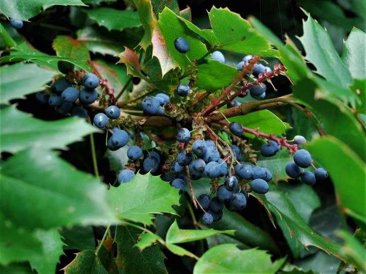 Oregon Grape, Holly Leaved Barberry, Oregon Holly, Mahonia aquifolium