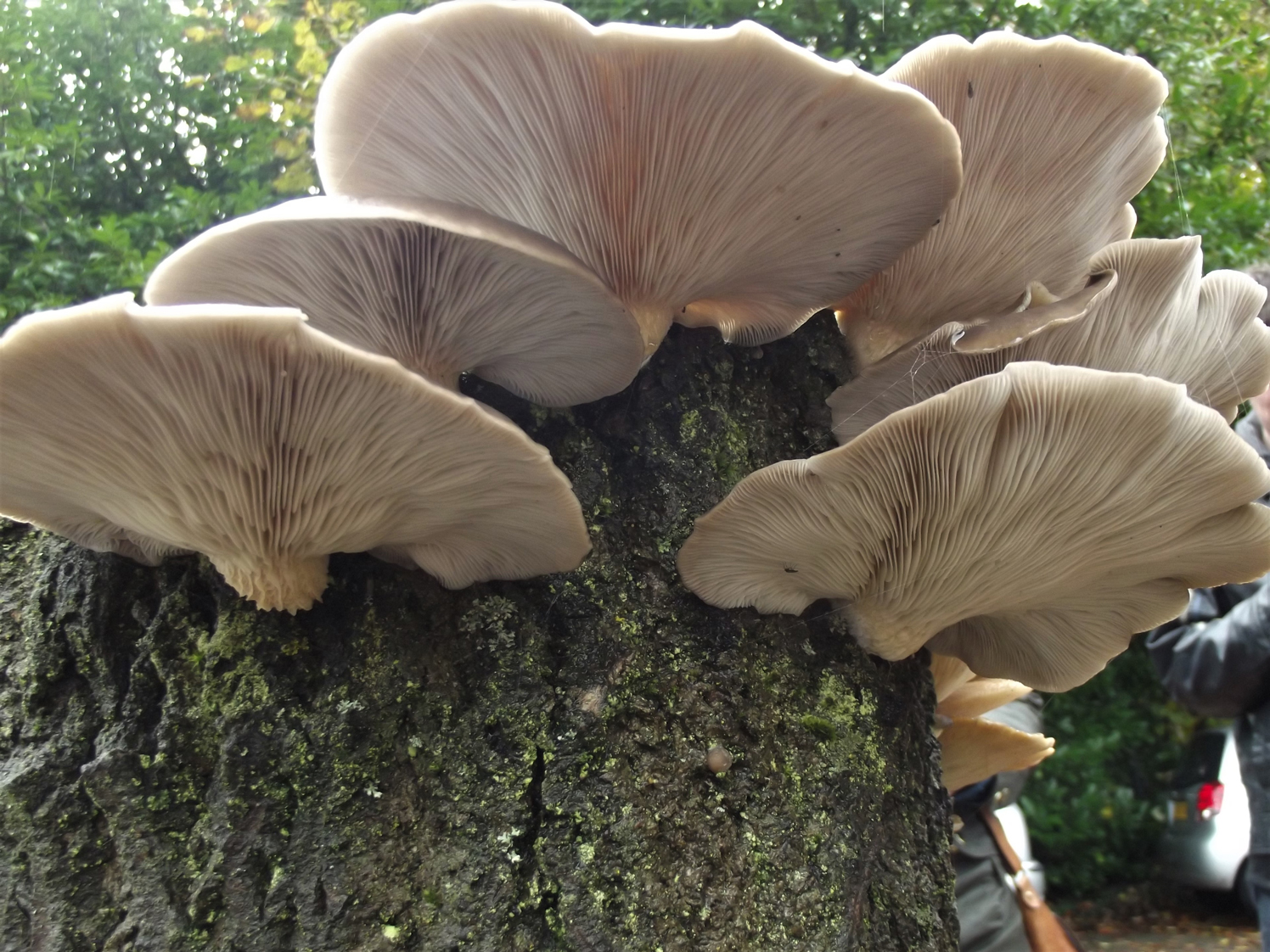 wild oyster mushrooms identification
