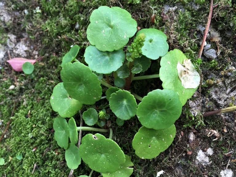 Pennywort, Navelwort, Wall Pennywort, Penny Pies, Umbilicus rupestris