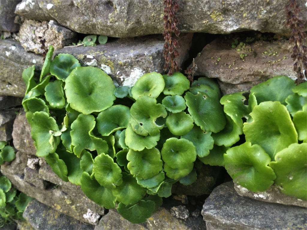 Pennywort, Navelwort, Wall Pennywort, Penny Pies, Umbilicus rupestris