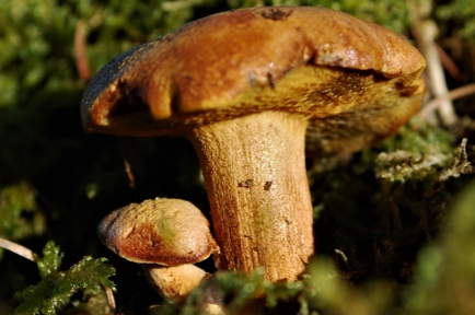 Wild UK Mushrooms (Fungi): Guide to Identification & Picking