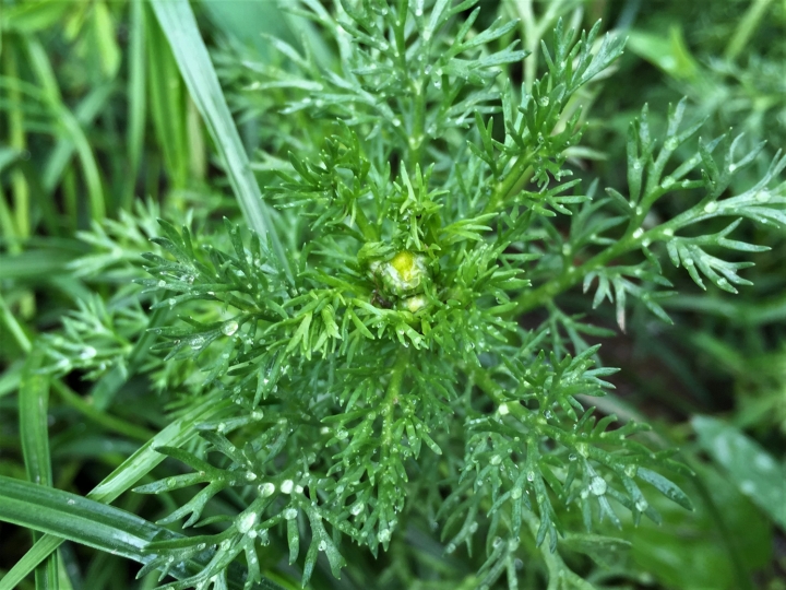 Pineapple Weed, May Weed, Wild Chamomile, Matricaria discoidea