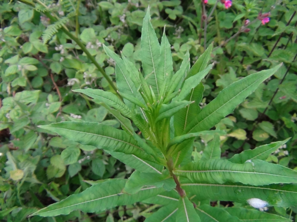 Rose-Bay Willow Herb, Fire Weed, Chamerion angustifolium