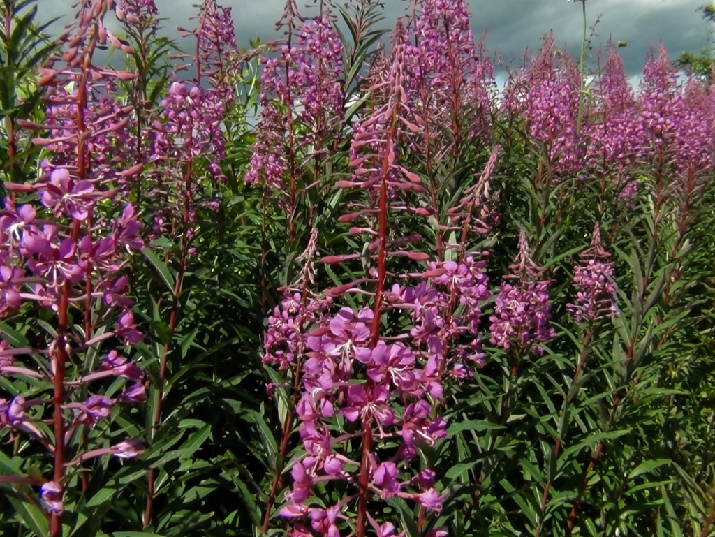 Rose-Bay Willow Herb, Fire Weed, Chamerion angustifolium