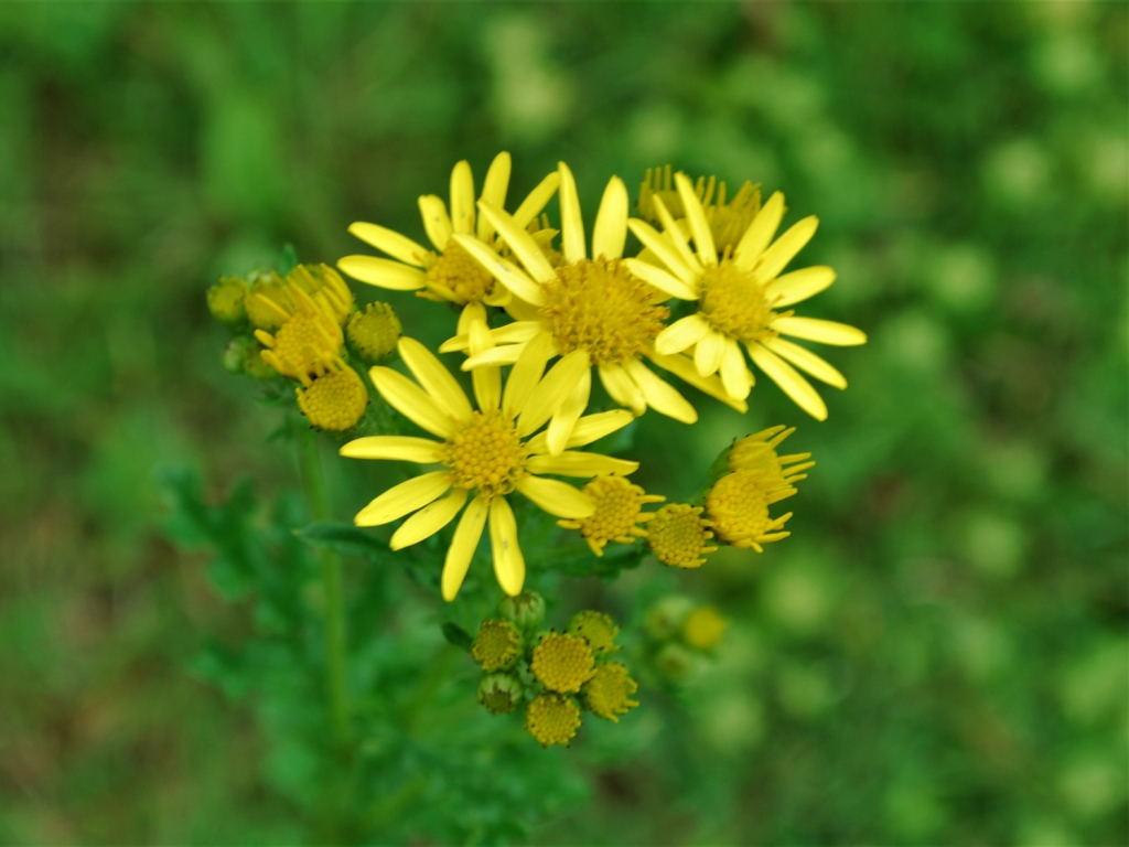 Ragwort , common ragwort, tansy ragwort, benweed, St. James-wort ...