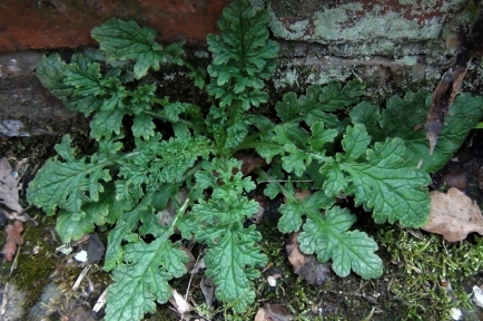 Wild Plants in the UK: British Hedgerow Food & Foraging Guide