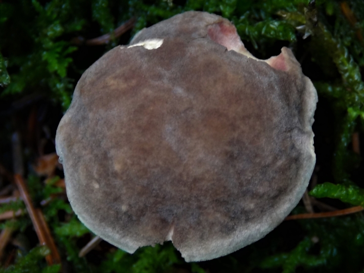 Red Cracking Bolete