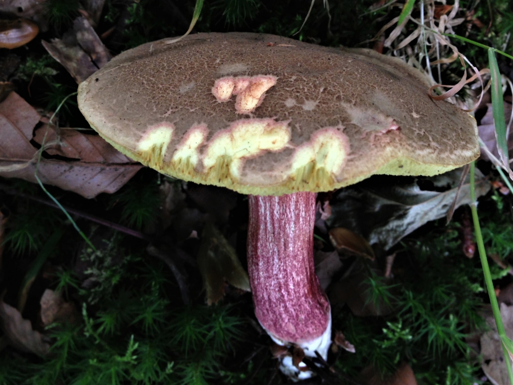 Red Cracking Bolete