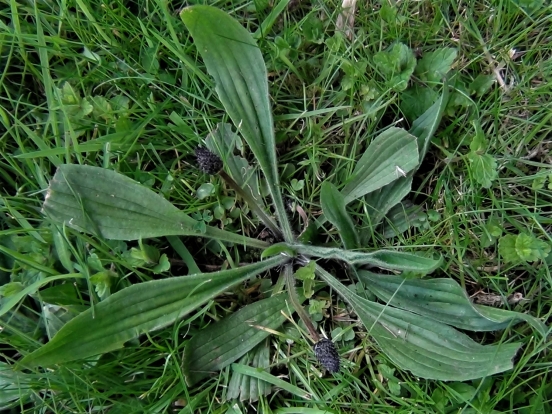 Ribwort Plantain, Narrow Leaf Plantain, Plantago Lanceolata