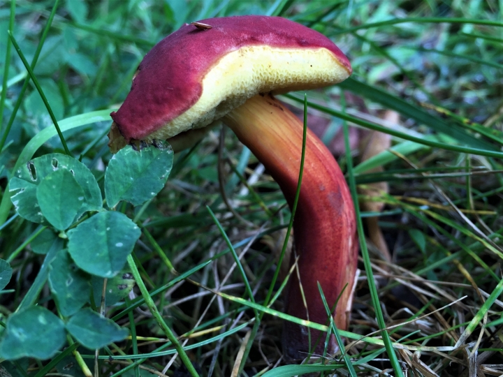 Ruby Bolete