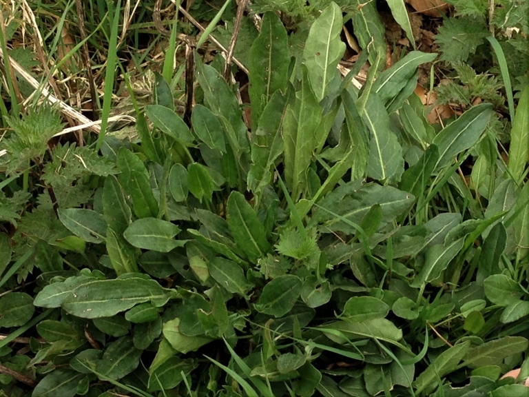 Common Sorrel, Garden Sorrel, Narrow Leaved Dock, Spinach Dock, Rumex ...