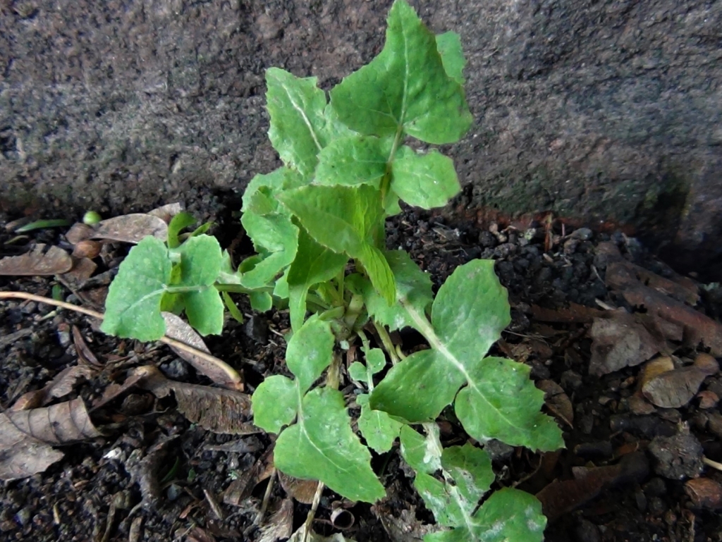 Sow Thistle, Hares Lettuce, Sonchus oleraceus