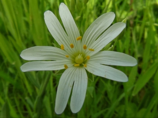 Greater Stitchwort, Wedding Cakes, Star of Bethlehem, Shirt Buttons ...