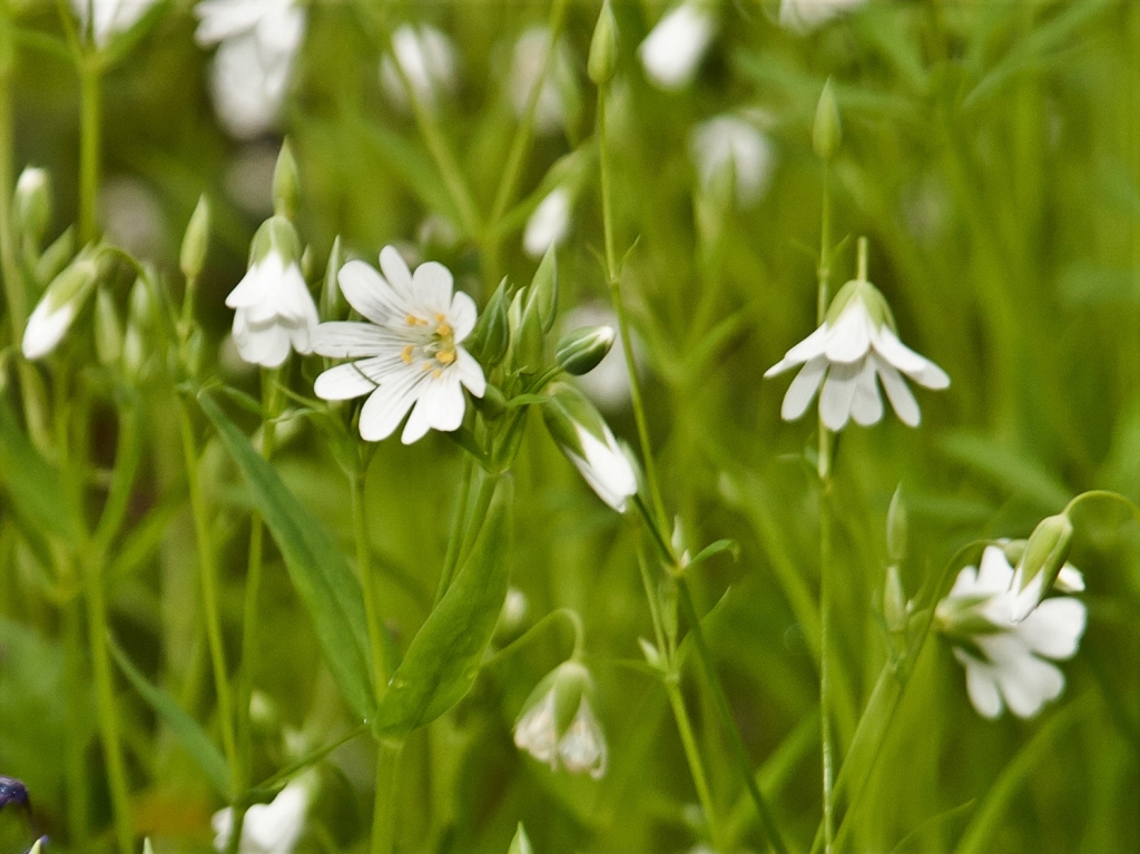 Greater Stitchwort, Wedding Cakes, Star of Bethlehem, Shirt Buttons ...