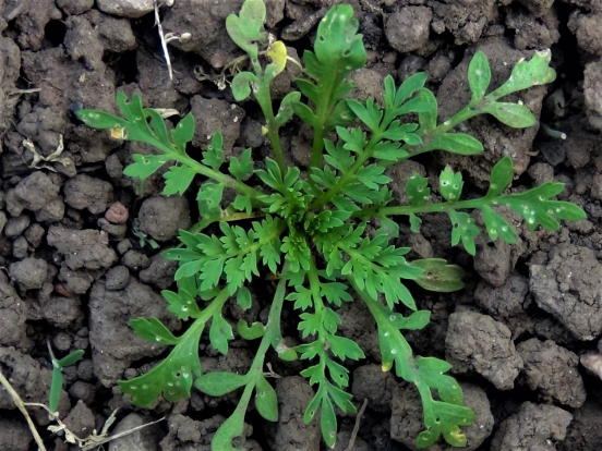 Lesser Swine Cress, Coronopus didymus, Lepidium didymum