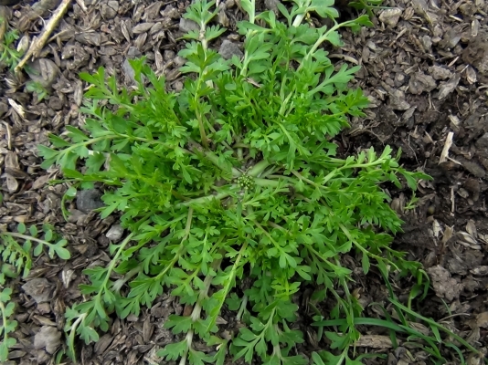 Lesser Swine Cress, Coronopus didymus, Lepidium didymum