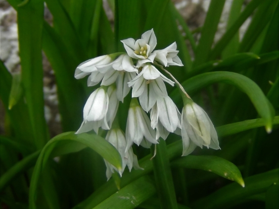 Three-Cornered Leek, Snowbell, Allium triquetrum