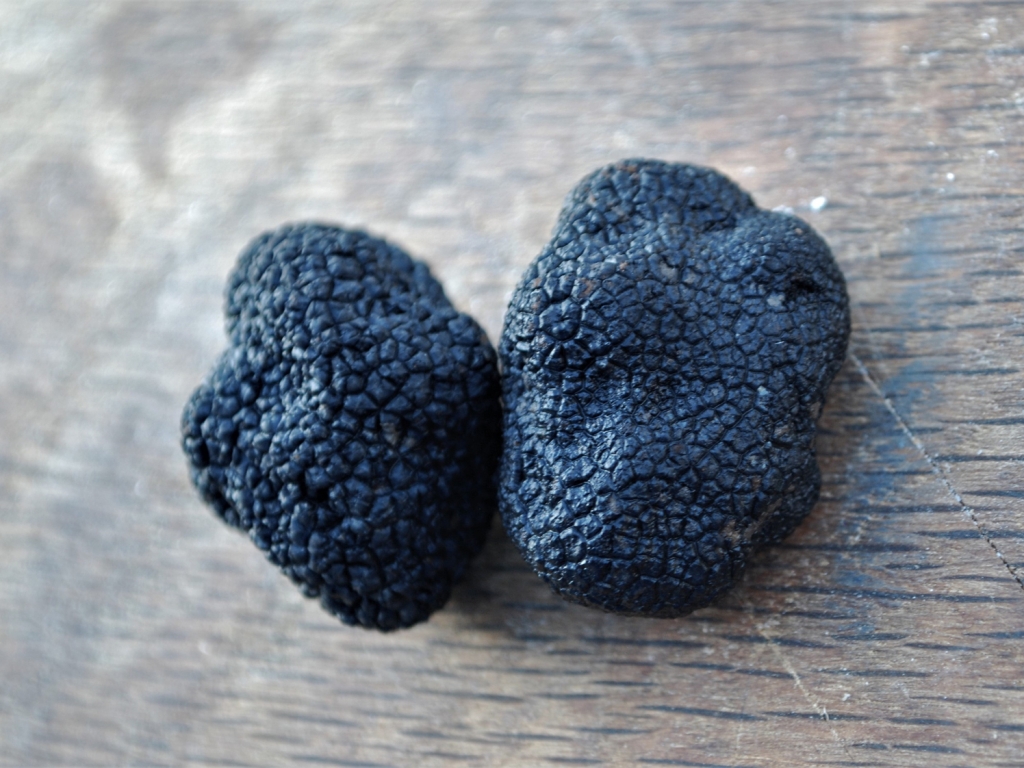 Truffle-3-1024x768.jpg