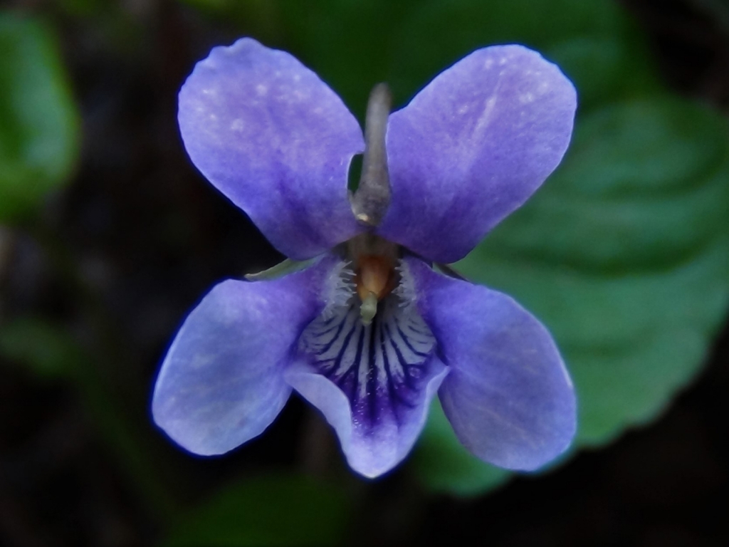 Violet Wood Violet Sweet Violet English Violet Violata Odorata