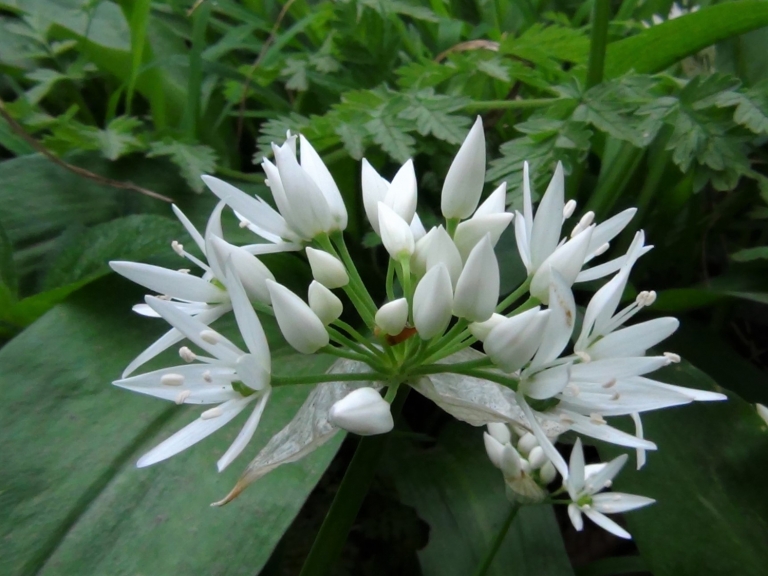 Ramsons, Wild Garlic, Broad Leaved Garlic, Wood Garlic, Allium ursinum