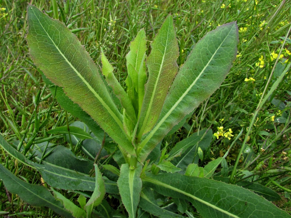 Wild Lettuce Lactuca Virosa