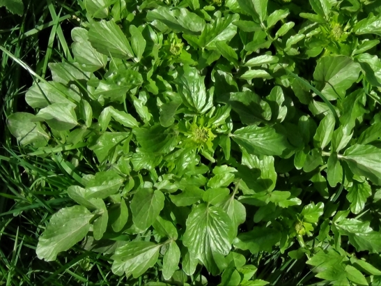 Wintercress, Barbarea Vulgaris