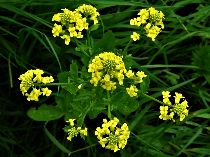 Wintercress, Barbarea Vulgaris