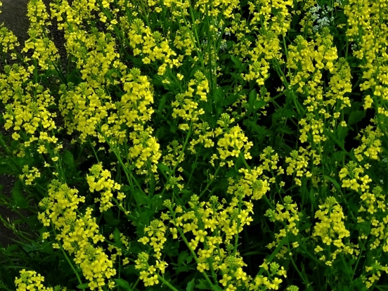 Wintercress, Barbarea Vulgaris