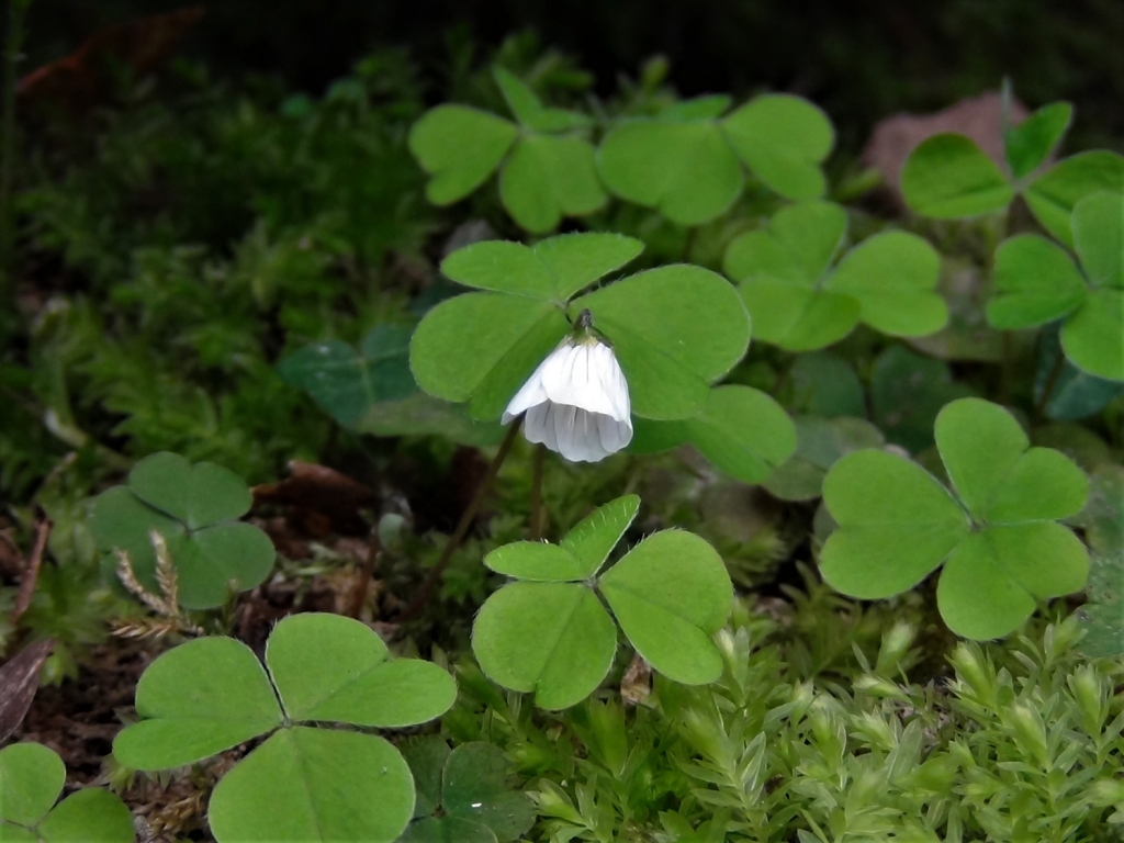 Wood Sorrel, Fairy Bells, Wood Sour, Cuckoo's Meat, Oxalis acetoslla