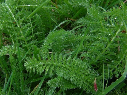 Yarrow, Woundwort, Milfoil, Staunchweed, Herbe Militaris, Achillea ...