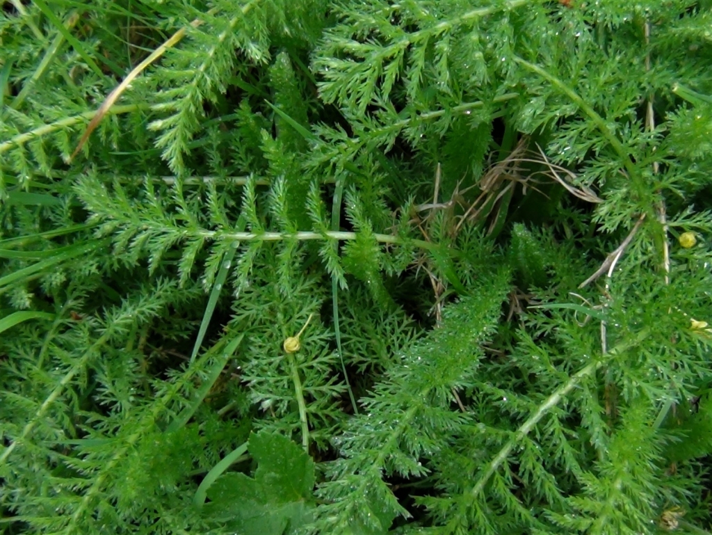 Yarrow, Woundwort, Milfoil, Staunchweed, Herbe Militaris, Achillea ...