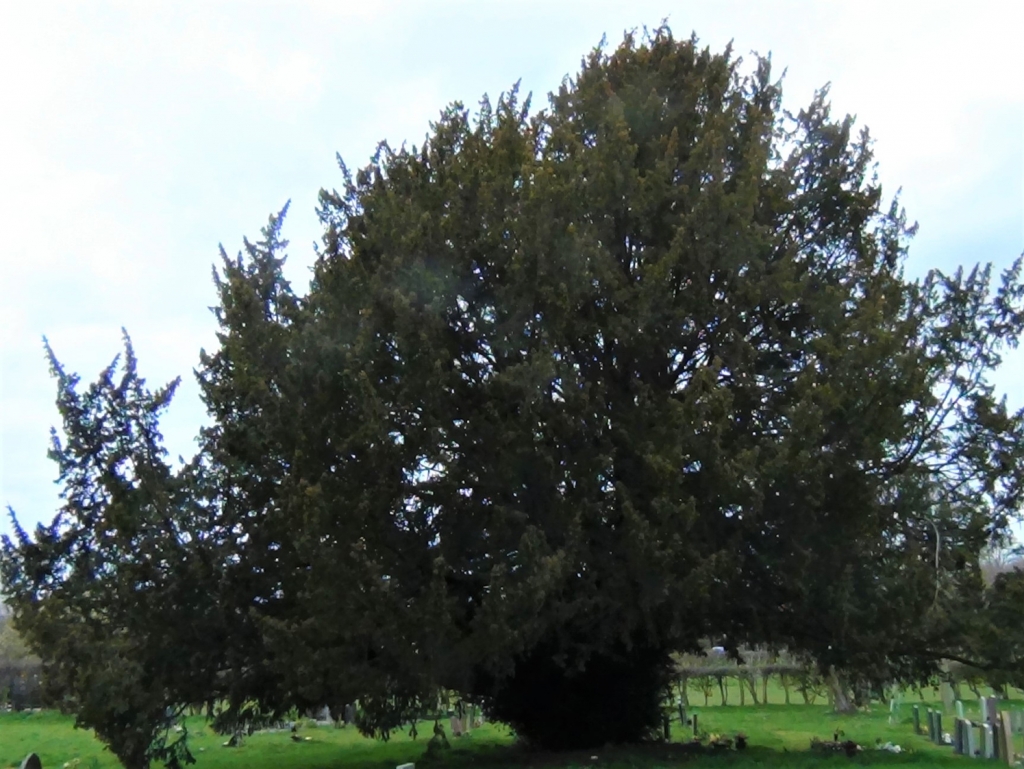 Yew Tree English Yew Taxas Baccata   Yew 3 1024x769 