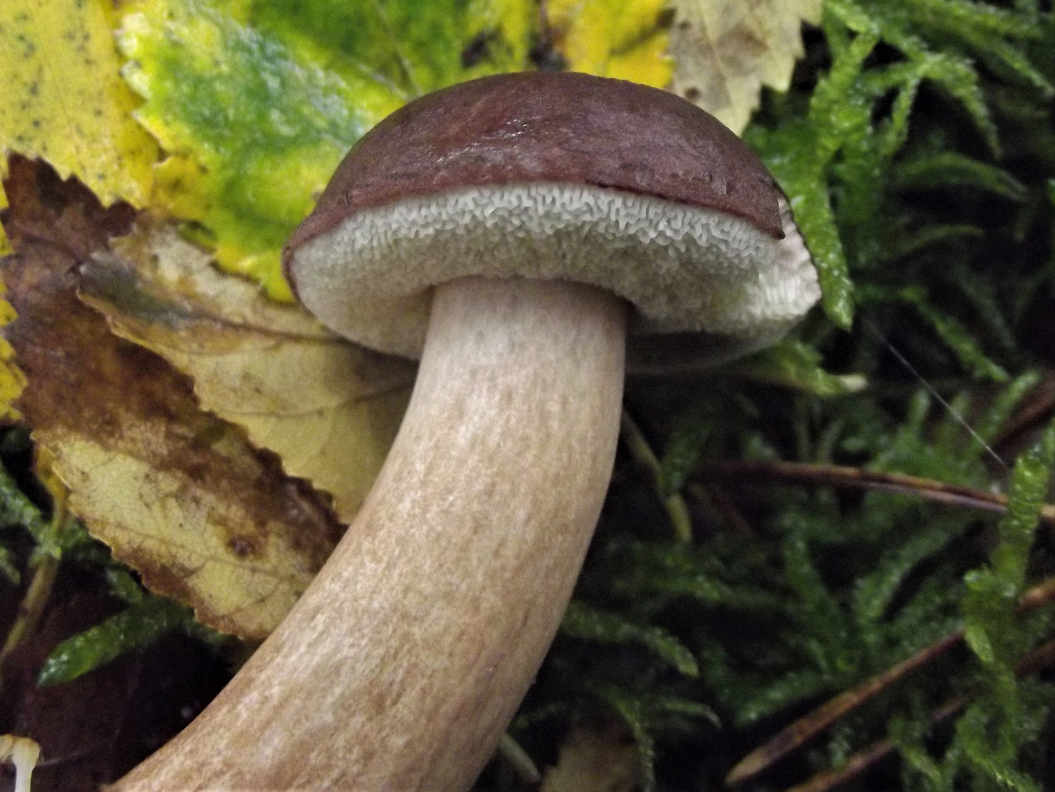 Bay Bolete