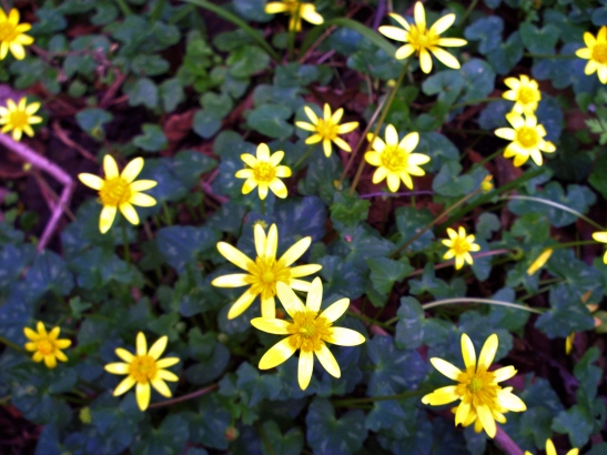 lesser-celandine-pilewort-spring-messenger-ranunculus-ficaria