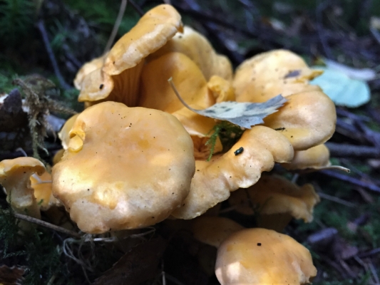 Chanterelle