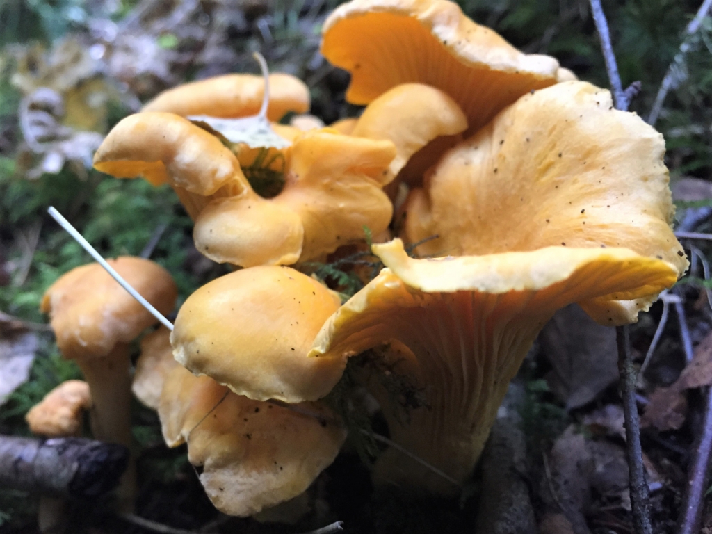 Chanterelle