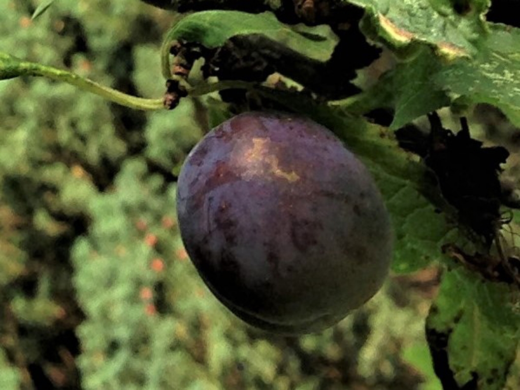 What Colour Is Damson Flesh