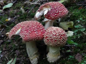 agaric muscaria amanita