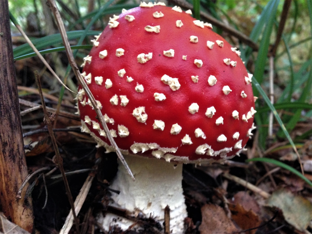 fly-agaric