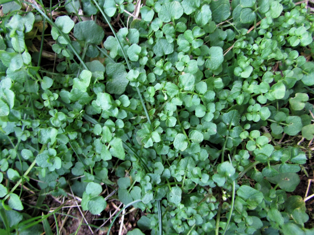 Hairy Bittercress, Cardamine hirsuta.