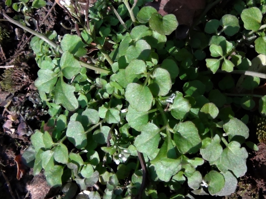 Hairy Bittercress, Cardamine hirsuta.