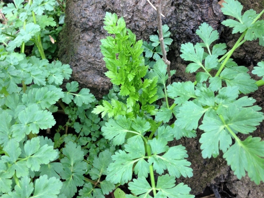 Hemlock Water Dropwort, Oenanthe crocata