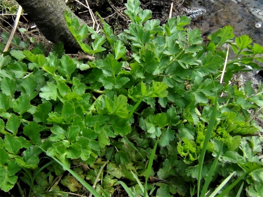 Hemlock Water Dropwort, Oenanthe crocata