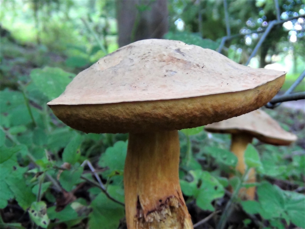 lurid-bolete