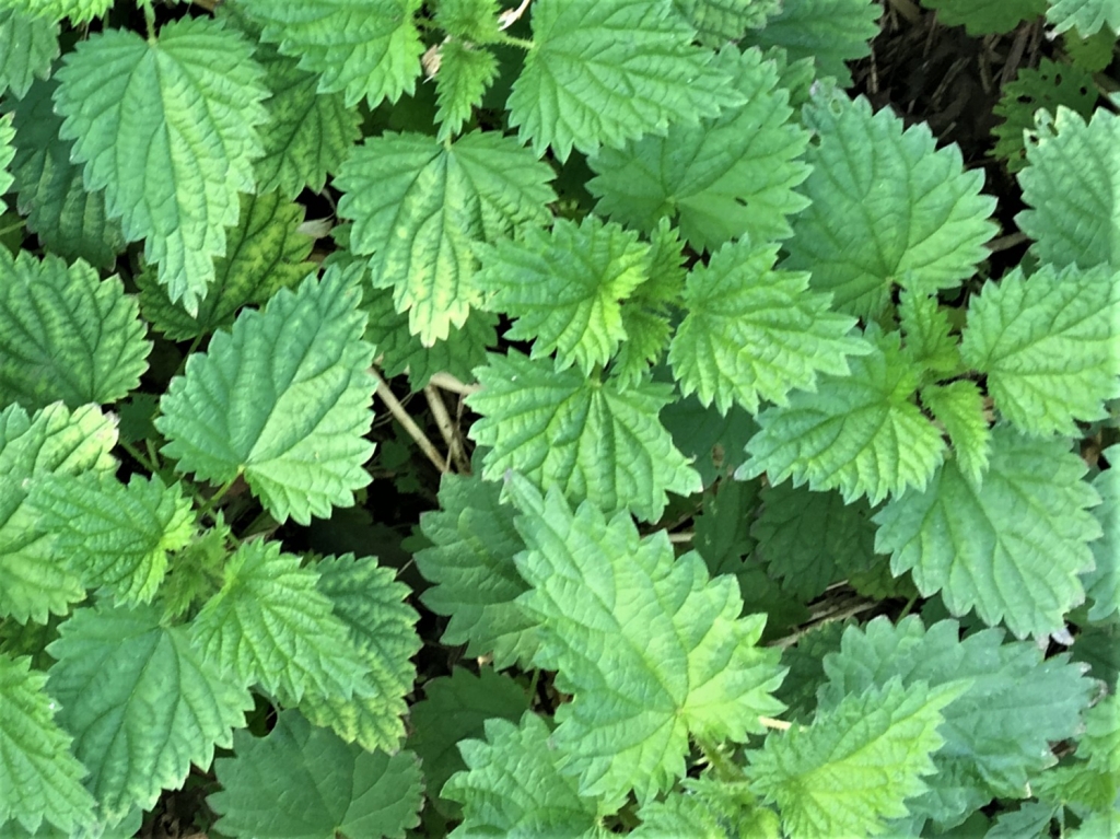 Nettle, Stinging Nettle, Burn Hazel, Urtica dioica