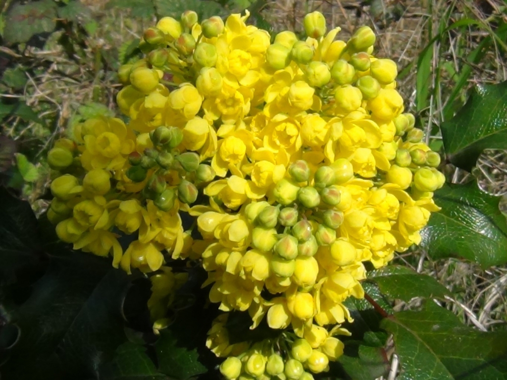 oregon grape