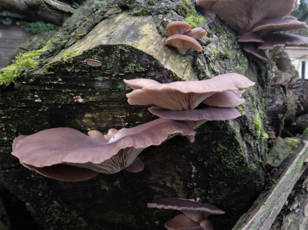 Grey Oyster Mushroom