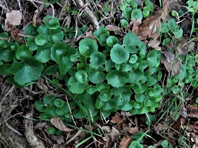 Pennywort, Navelwort, Wall Pennywort, Penny Pies, Umbilicus rupestris