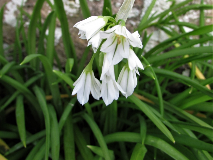 Three-cornered Leek, Snowbell, Allium Triquetrum