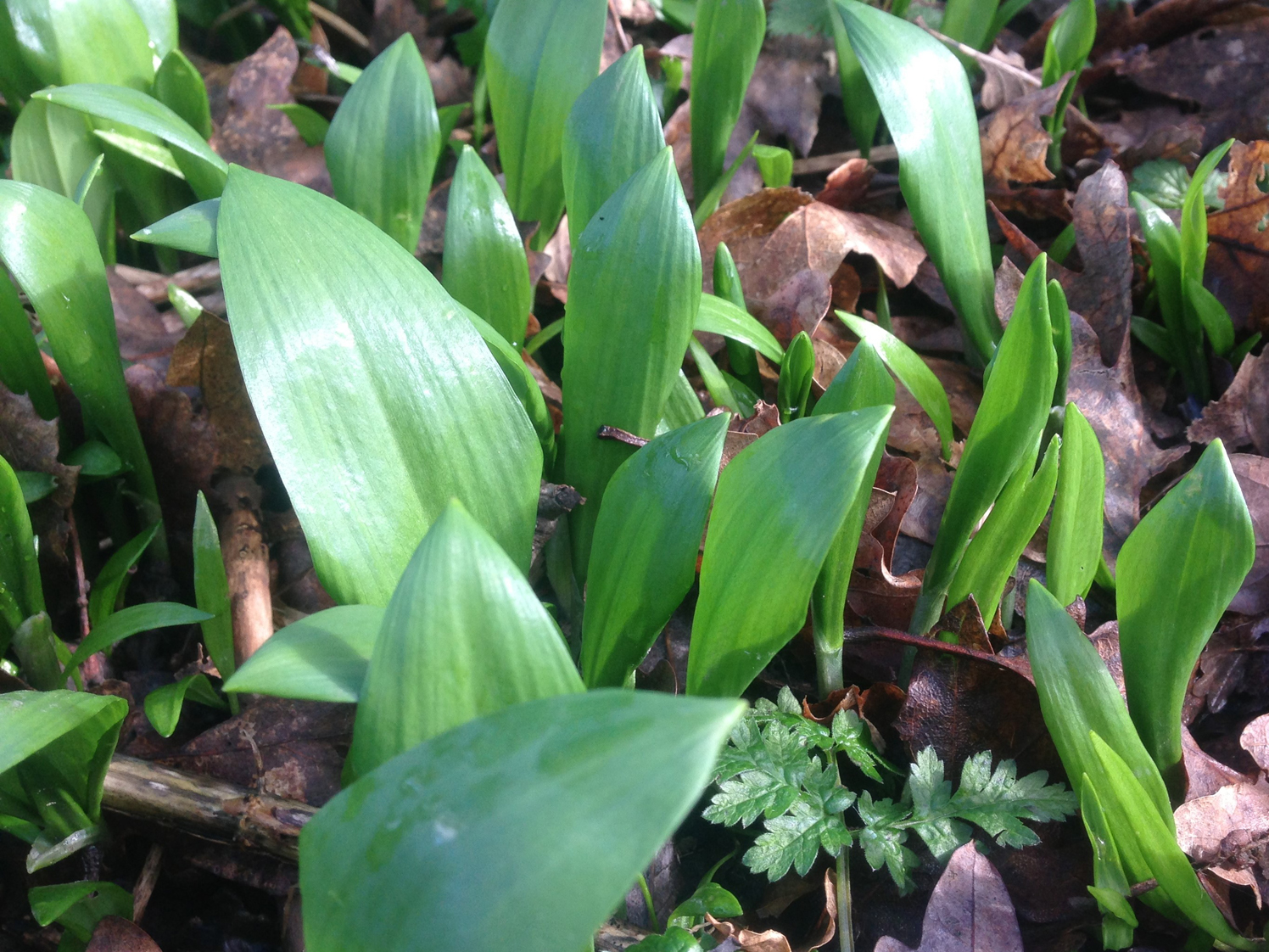 Ramsons Wild Garlic Broad Leaved Garlic Wood Garlic Allium Ursinum